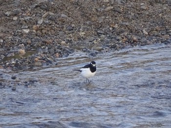 Japanese Wagtail 鴨川 Wed, 3/27/2024