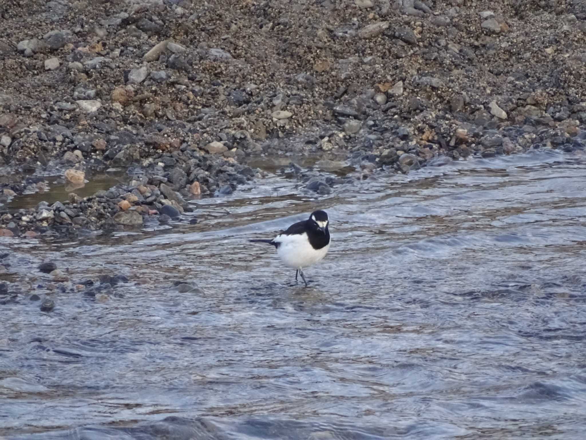 Photo of Japanese Wagtail at 鴨川 by アカウント16296