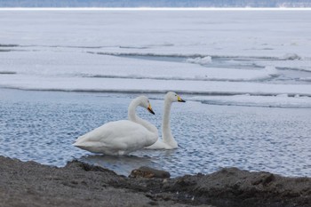 Whooper Swan 屈斜路湖 Sat, 3/16/2024