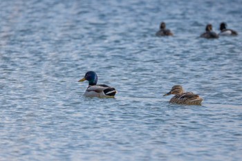 マガモ 屈斜路湖 2024年3月16日(土)