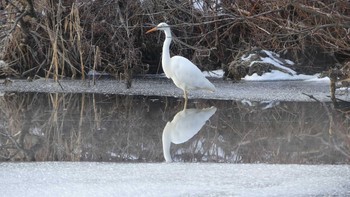 ダイサギ ウトナイ湖 2018年12月18日(火)