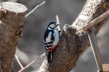 Great Spotted Woodpecker(japonicus) 中標津町 Sat, 3/16/2024