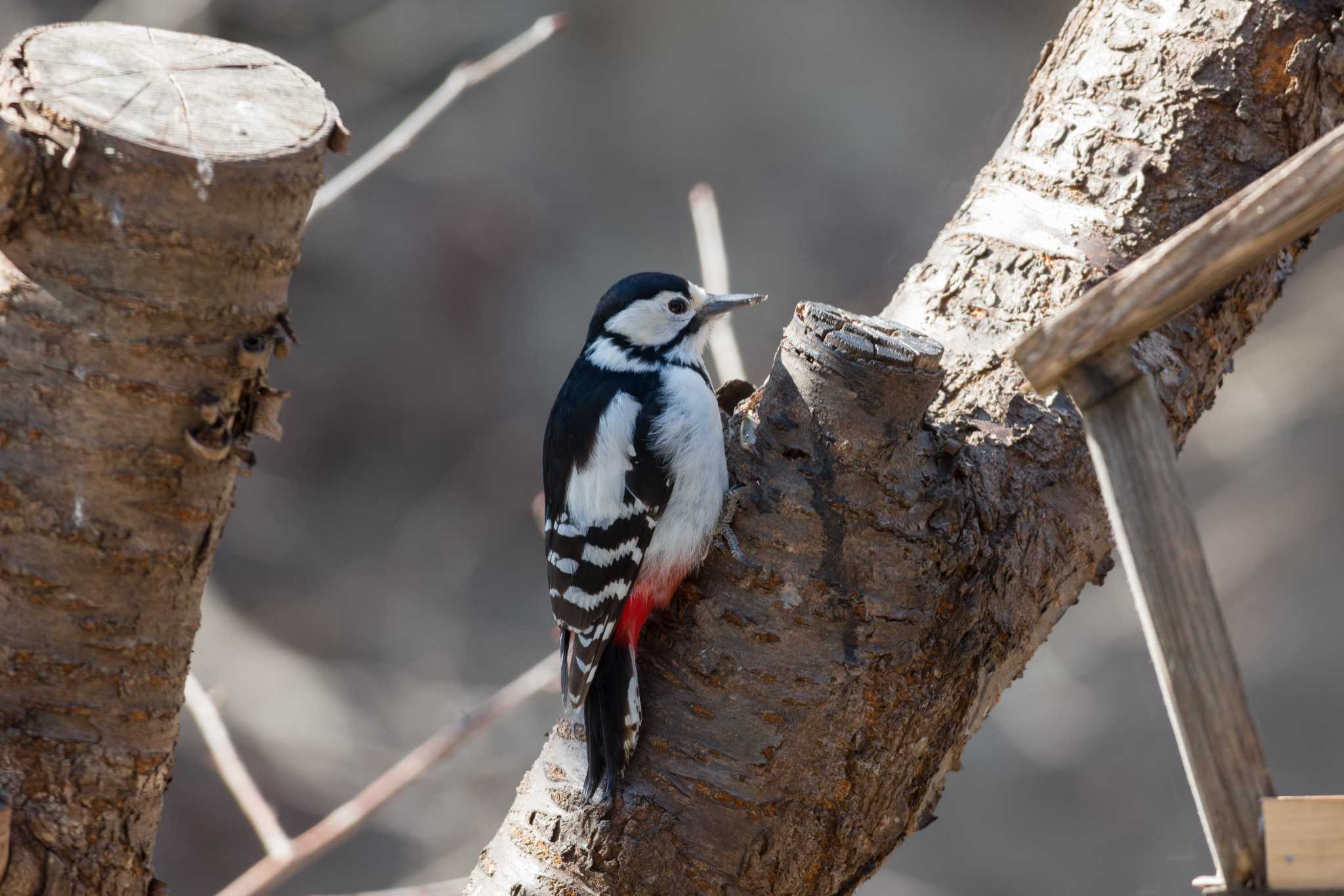 Photo of Great Spotted Woodpecker(japonicus) at 中標津町 by Love & Birds