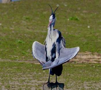 2024年3月31日(日) 伊佐沼の野鳥観察記録