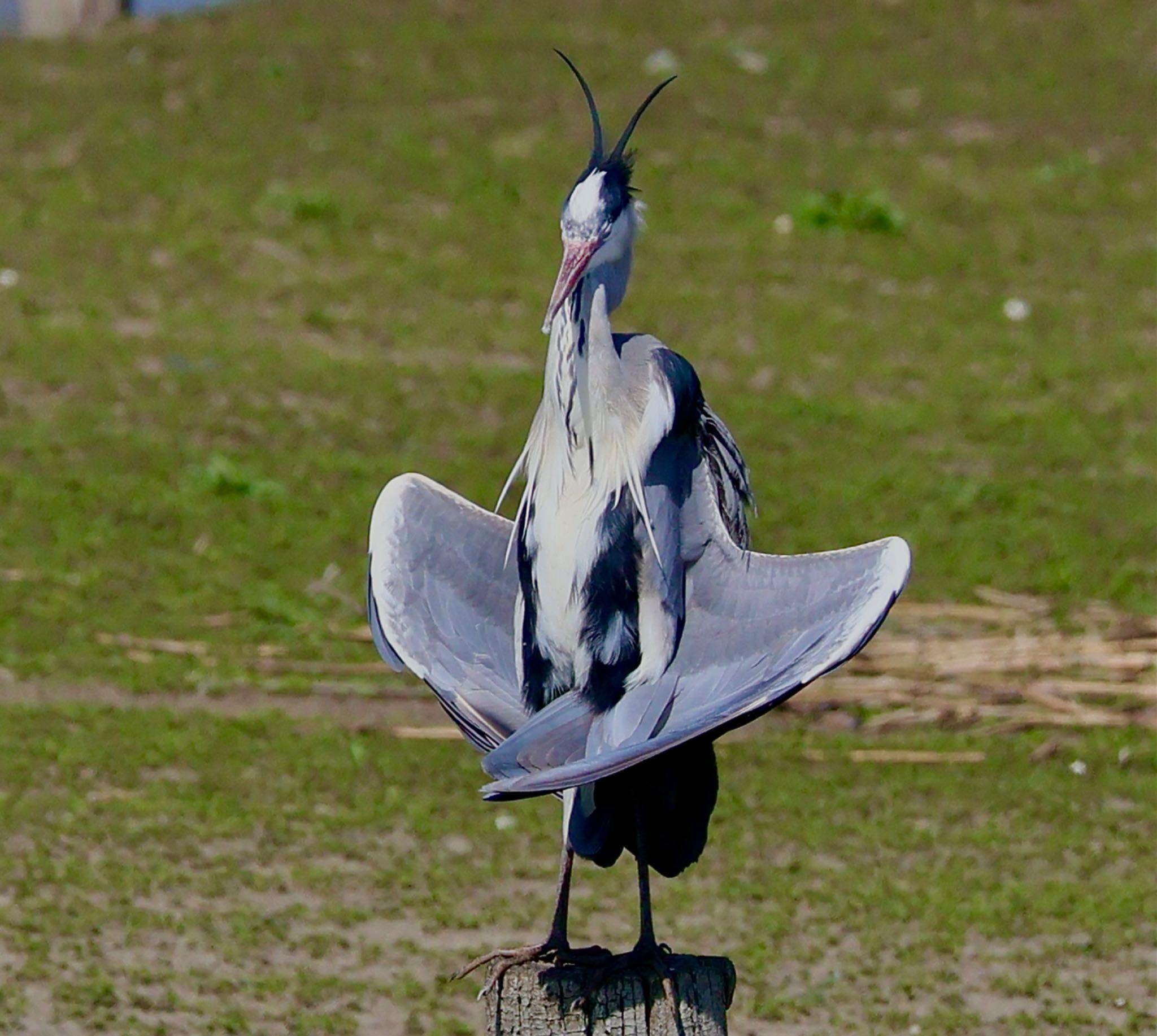 Grey Heron