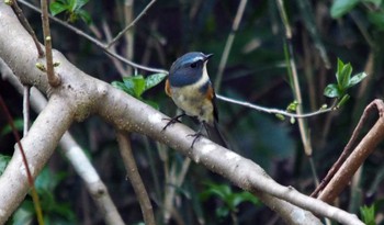 Red-flanked Bluetail enkaizan Unknown Date