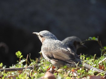 Brown-eared Bulbul 猿江恩賜公園 Sun, 2/18/2024