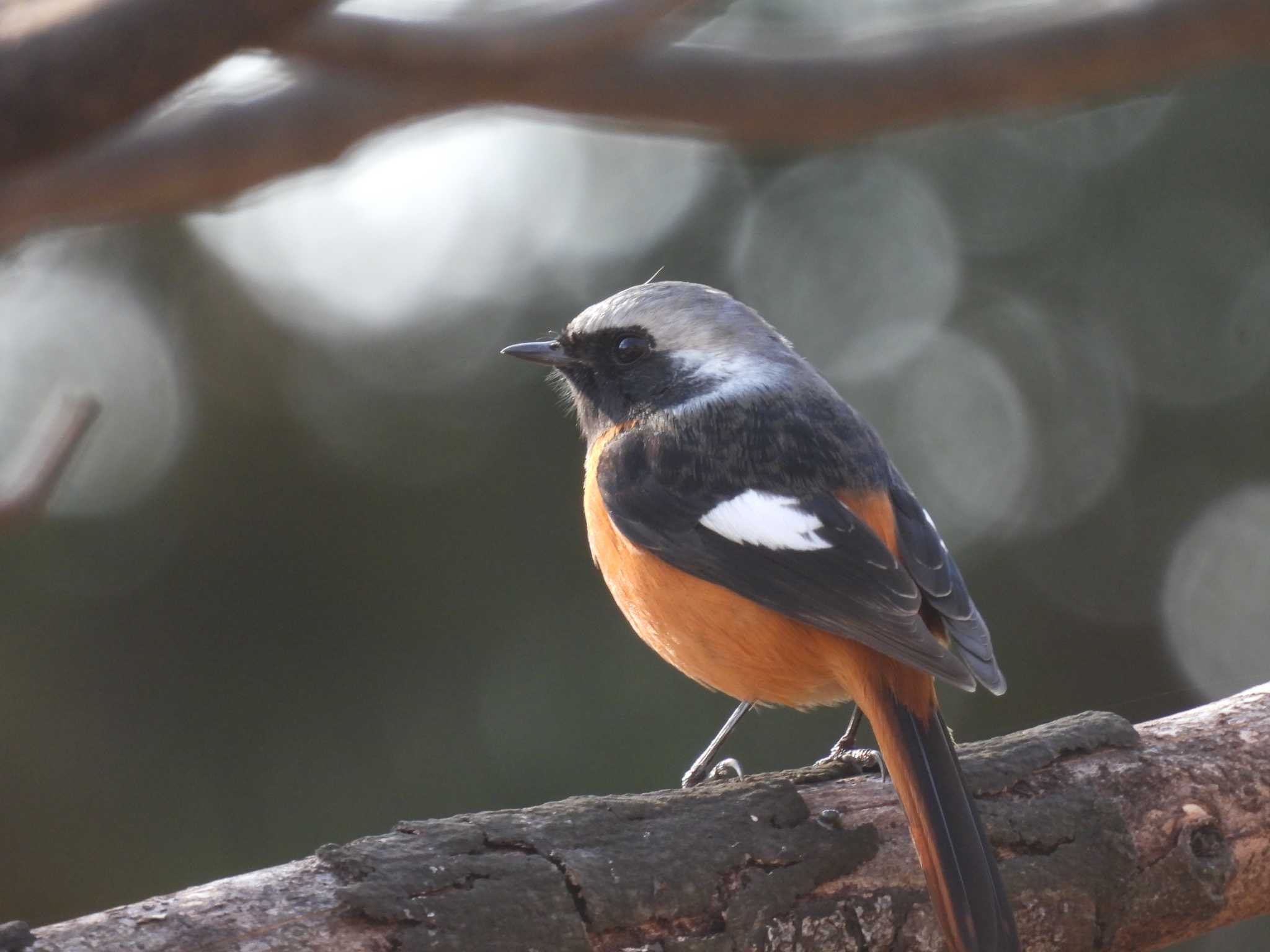 Daurian Redstart