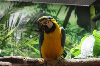 Blue-and-yellow Macaw どっかその辺 Mon, 4/1/2024