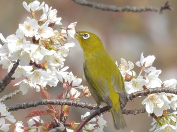 メジロ 千里南公園 2024年3月31日(日)