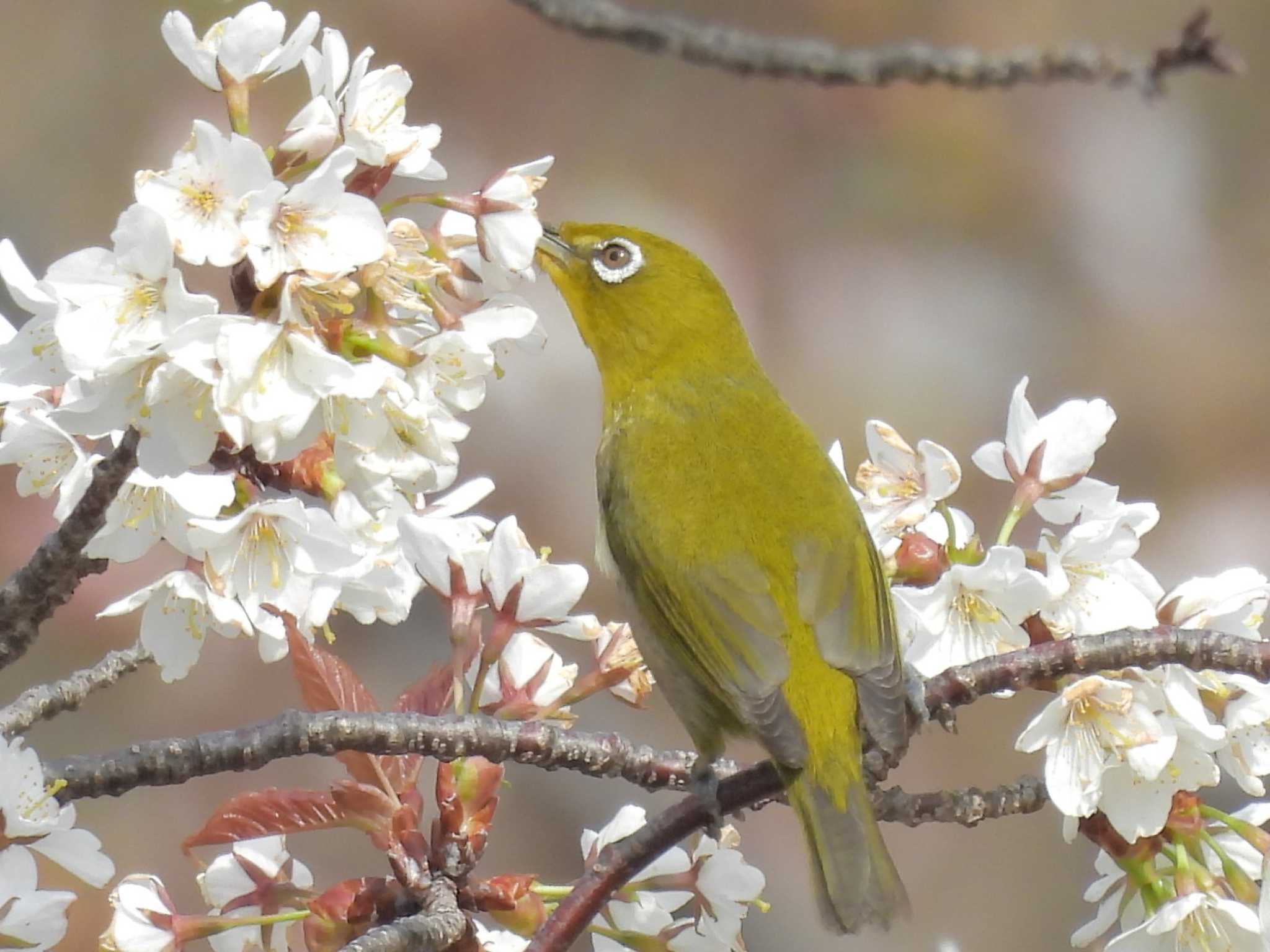 千里南公園 メジロの写真 by ゆりかもめ