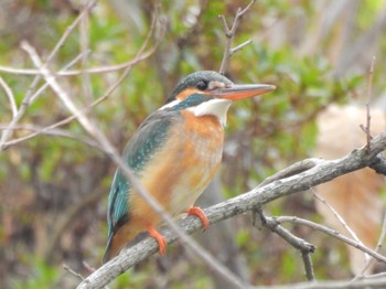 2024年3月31日(日) 千里南公園の野鳥観察記録