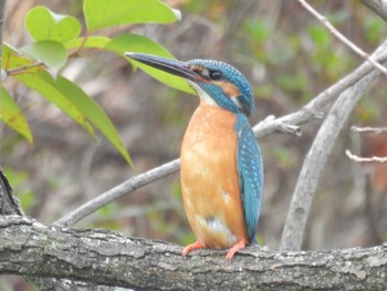 Common Kingfisher 千里南公園 Sun, 3/31/2024