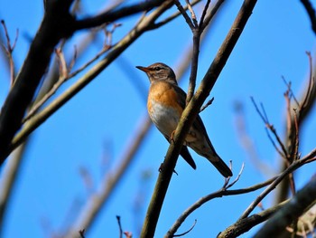 Eyebrowed Thrush 稲佐山公園 Mon, 4/1/2024