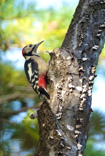 Great Spotted Woodpecker 福島市信夫山 Sat, 10/30/2021