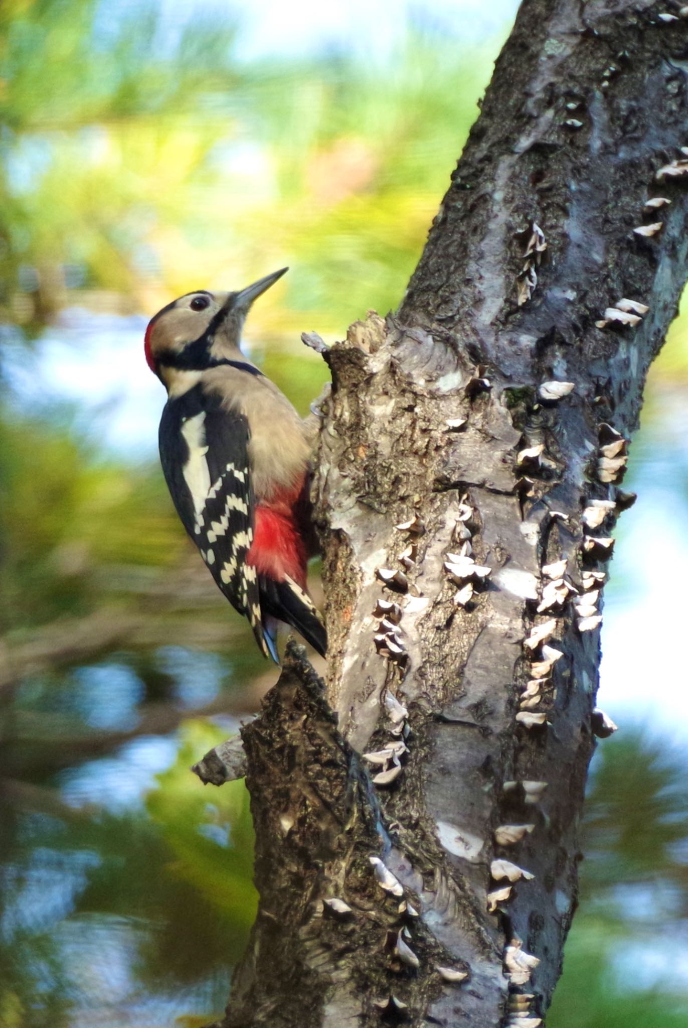 Photo of Great Spotted Woodpecker at 福島市信夫山 by 015