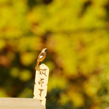 Daurian Redstart 福島市信夫山 Sat, 10/30/2021