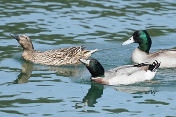 マガモ 隠岐(島根県) 2024年3月29日(金)