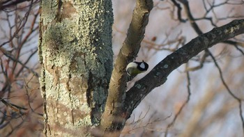 シジュウカラ ウトナイ湖 2018年12月18日(火)