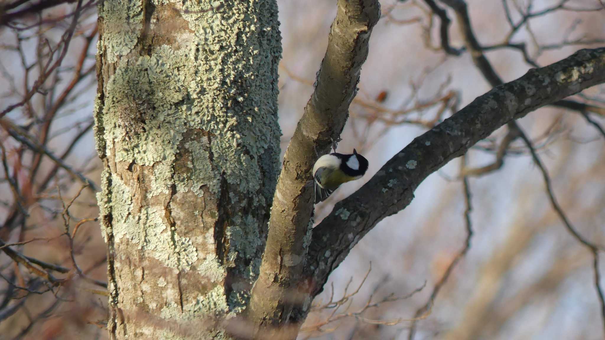 シジュウカラ