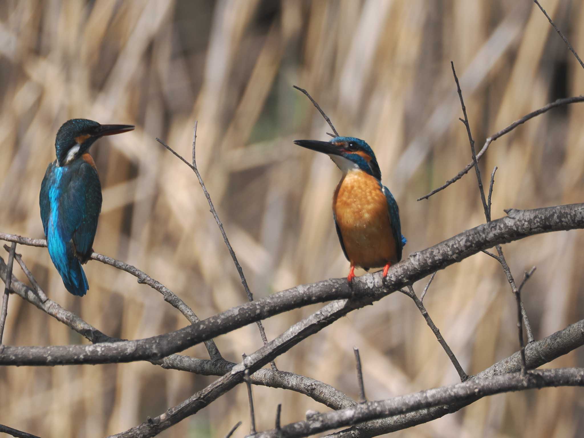 Common Kingfisher