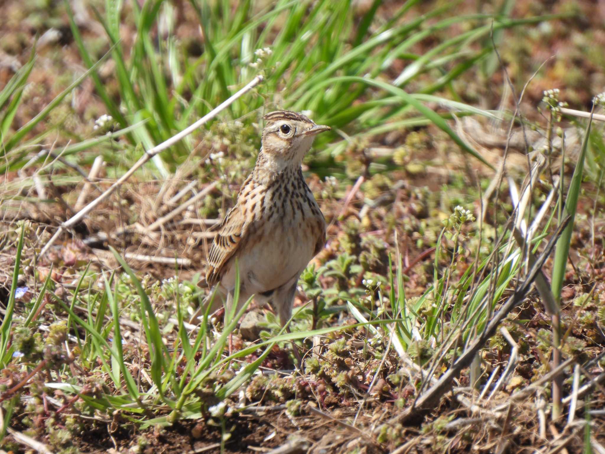 Eurasian Skylark