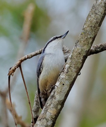 Eurasian Nuthatch 福井県自然保護センター Sun, 3/31/2024