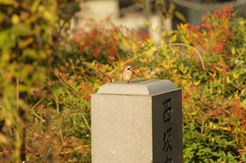 ホオジロ 福島市信夫山 2021年10月30日(土)