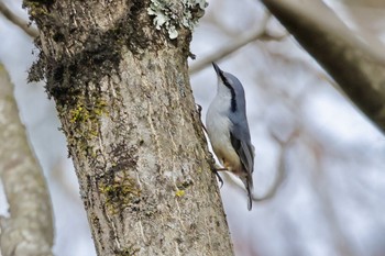 ゴジュウカラ 福井県自然保護センター 2024年3月31日(日)