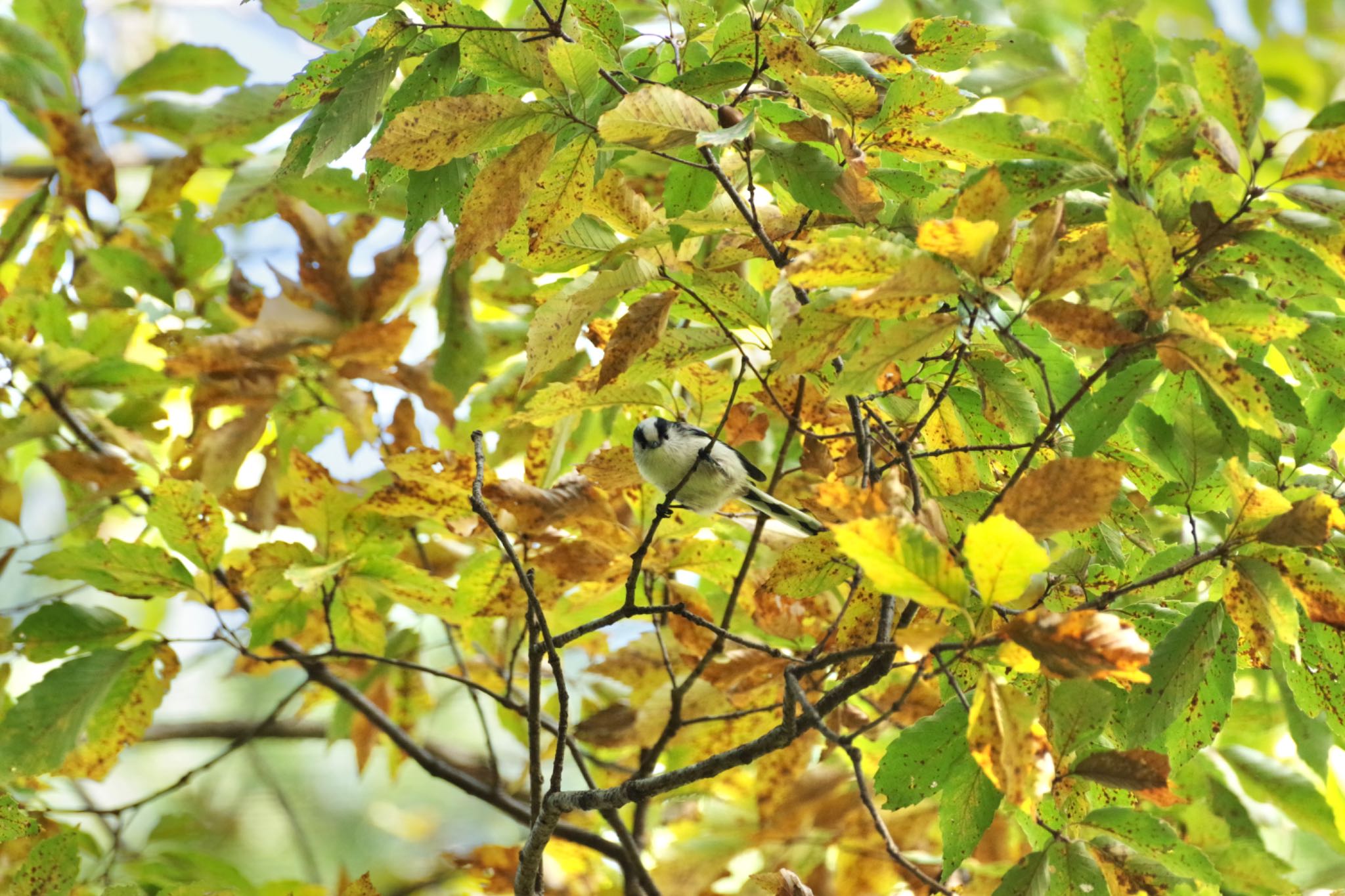 Photo of Long-tailed Tit at 福島市信夫山 by 015