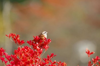 Sun, 10/31/2021 Birding report at 福島市信夫山