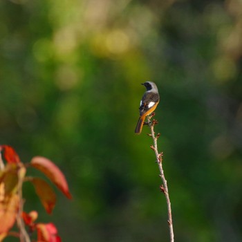 Daurian Redstart 福島市信夫山 Sun, 10/31/2021