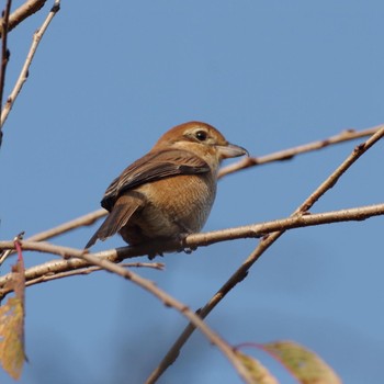 Bull-headed Shrike 福島市信夫山 Sun, 10/31/2021