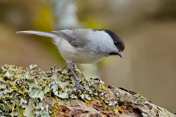 Willow Tit 福井県自然保護センター Sun, 3/31/2024