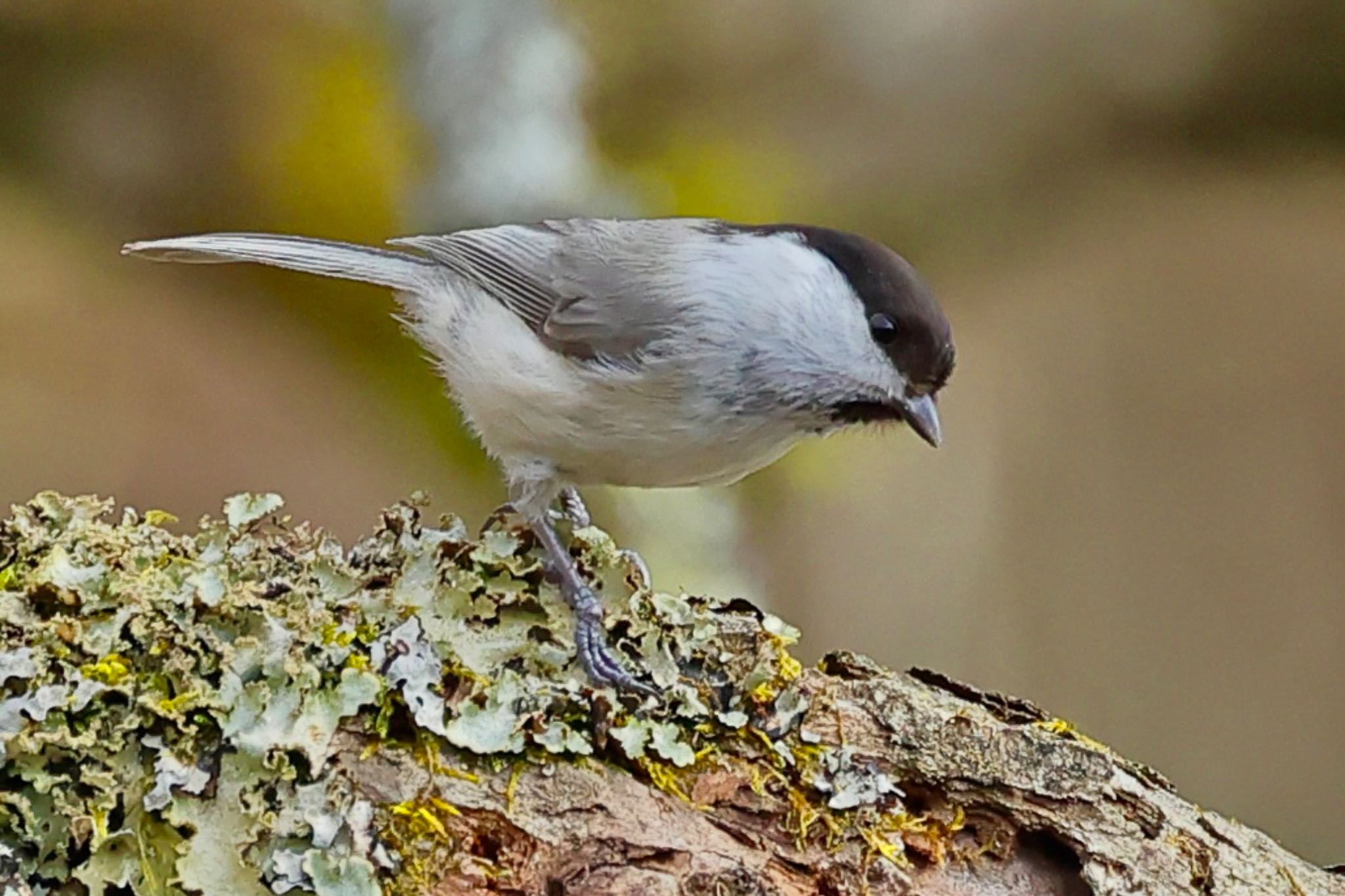 Photo of Willow Tit at 福井県自然保護センター by トシさん