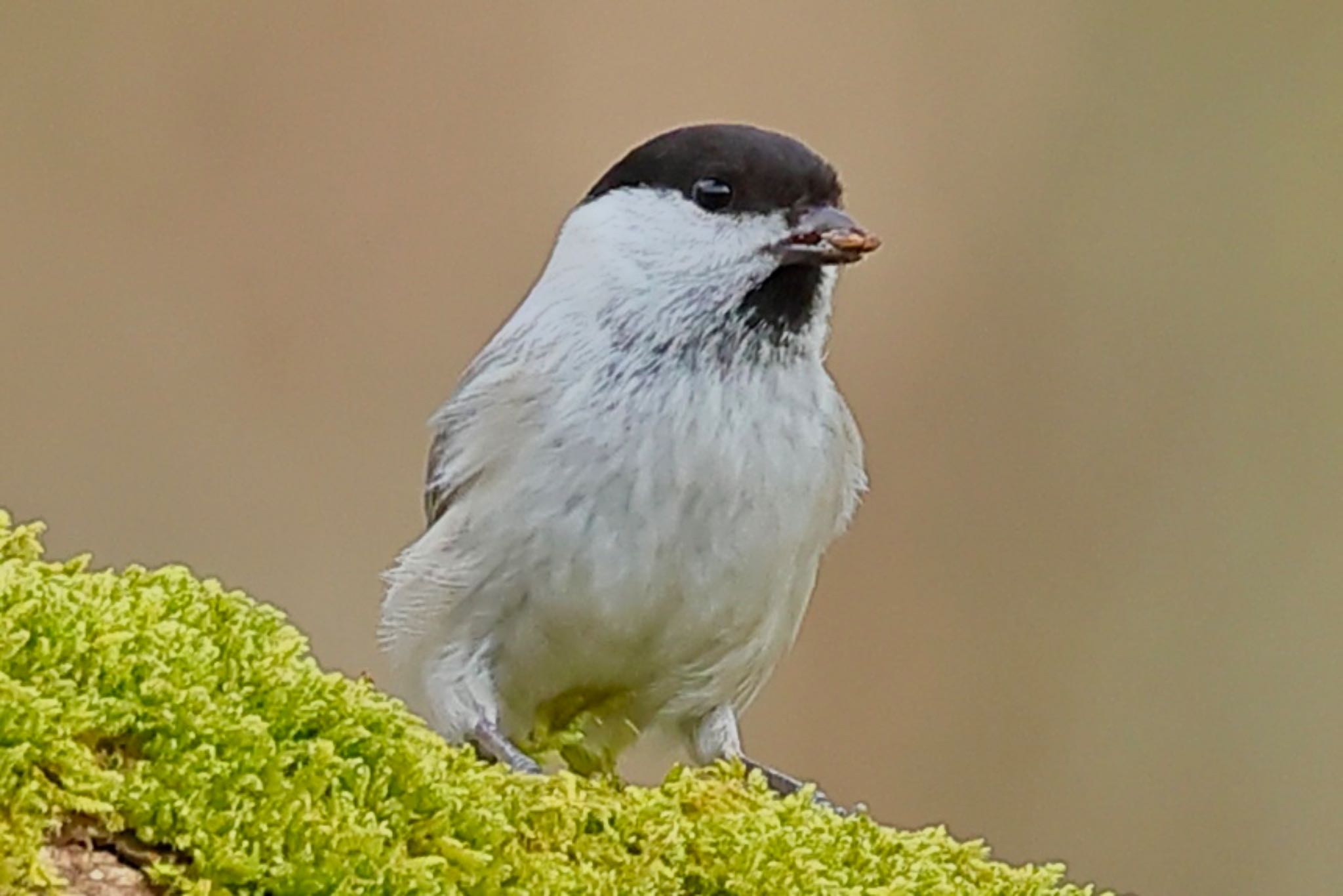 Photo of Willow Tit at 福井県自然保護センター by トシさん