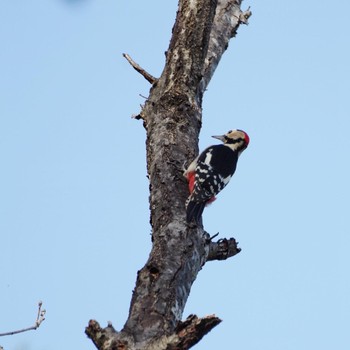 Great Spotted Woodpecker 福島市信夫山 Sun, 10/31/2021