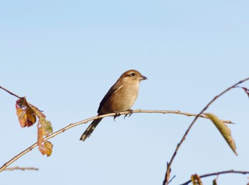 Bull-headed Shrike 福島市信夫山 Sat, 10/30/2021