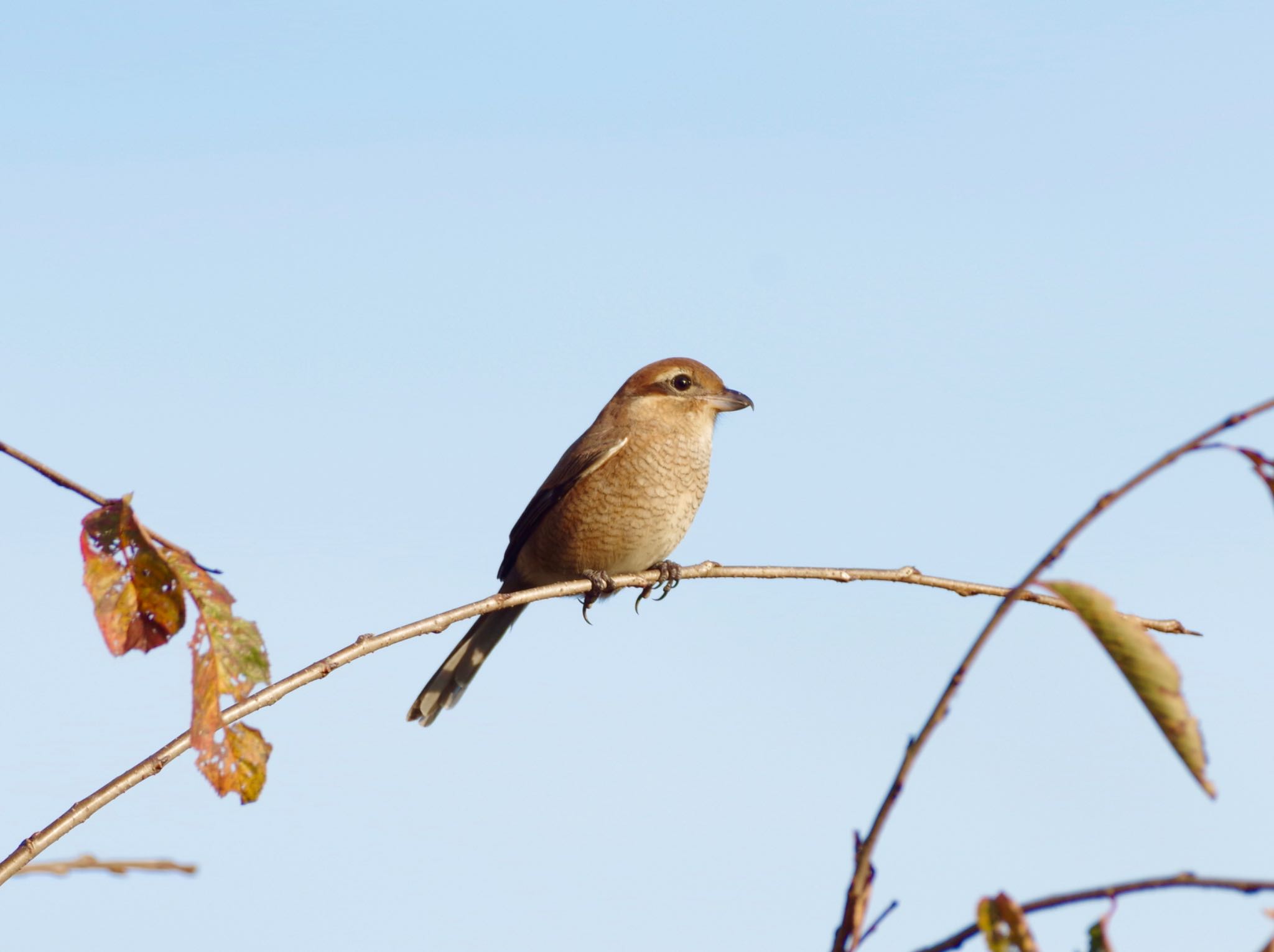 Bull-headed Shrike