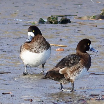 Greater Scaup Sambanze Tideland Sat, 3/30/2024