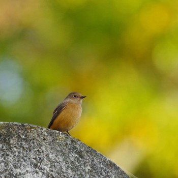 Daurian Redstart 福島市信夫山 Mon, 11/1/2021