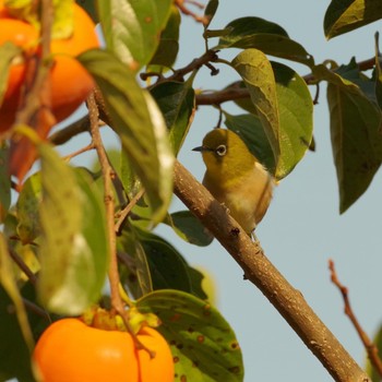 Warbling White-eye 福島市信夫山 Mon, 11/1/2021