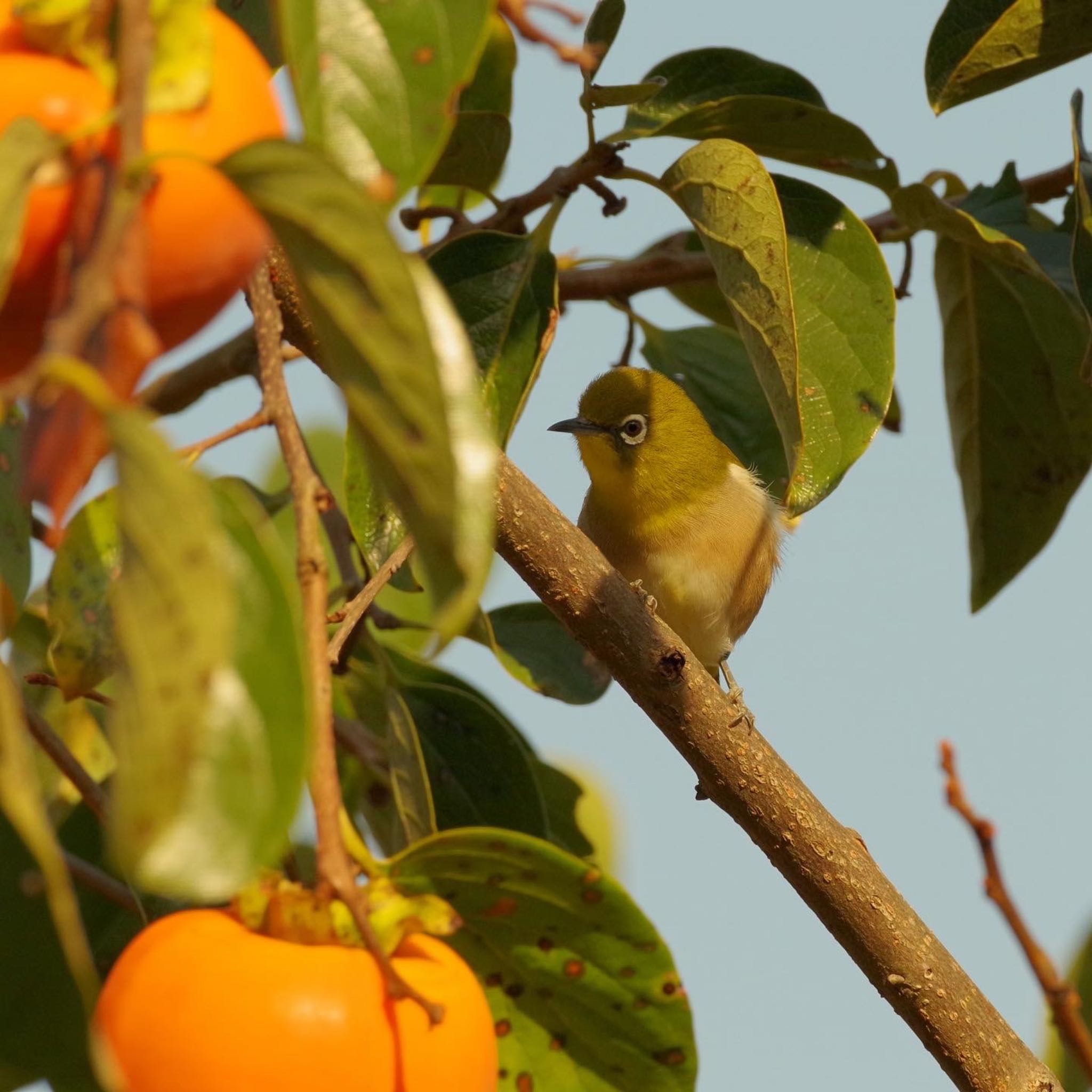 Photo of Warbling White-eye at 福島市信夫山 by 015