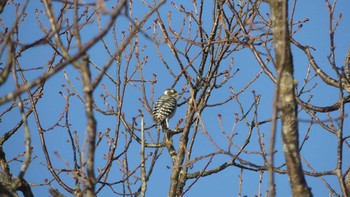 2018年12月18日(火) ウトナイ湖の野鳥観察記録