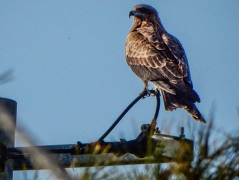 Black Kite 阿賀川(福島県) Sat, 3/30/2024