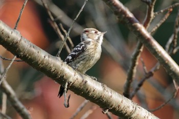 Wed, 11/3/2021 Birding report at 大井ふ頭中央海浜公園(なぎさの森)