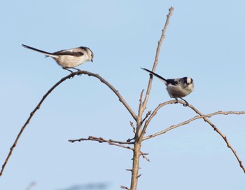 エナガ 大井ふ頭中央海浜公園(なぎさの森) 2021年11月3日(水)