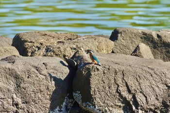 カワセミ 大井ふ頭中央海浜公園(なぎさの森) 2021年11月3日(水)