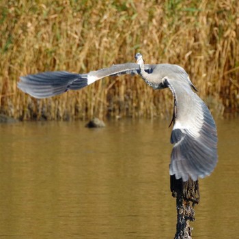 アオサギ 大井ふ頭中央海浜公園(なぎさの森) 2021年11月3日(水)