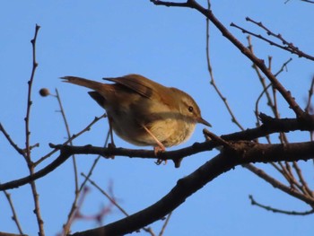 2024年3月31日(日) 多摩川の野鳥観察記録